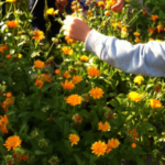 Ringelblumen